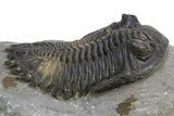 Multi-Toned Hollardops Trilobite Fossil - Ofaten, Morocco #319942-1